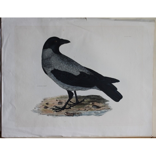 9122 - Prideaux J Selby - Rare engraving of Hooded Crow 1821. 

This rare copper plate engraving with hand-... 