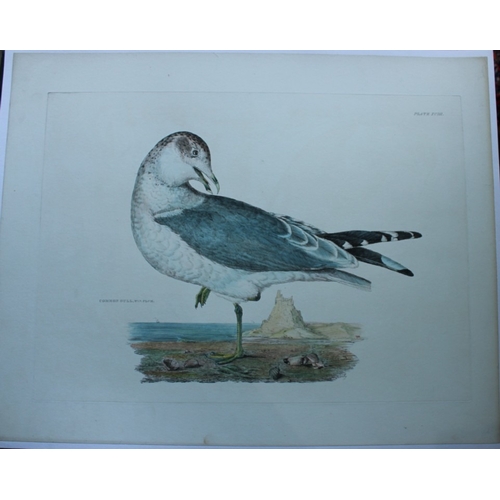 9125 - Prideaux J Selby - Rare engraving of Common Gull 1821. 

This rare copper plate engraving with hand-... 