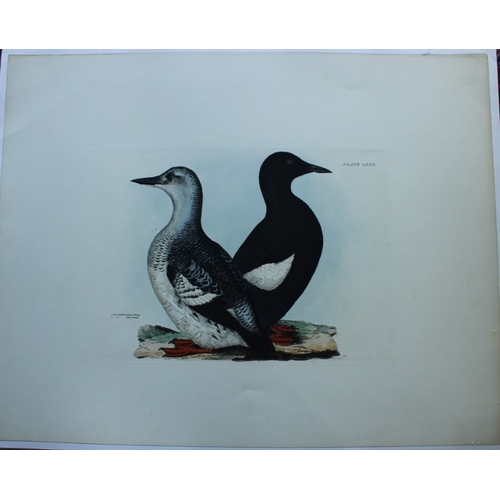 9128 - Prideaux J Selby - Rare engraving of Black Guillemot 1821. 

This rare copper plate engraving with h... 