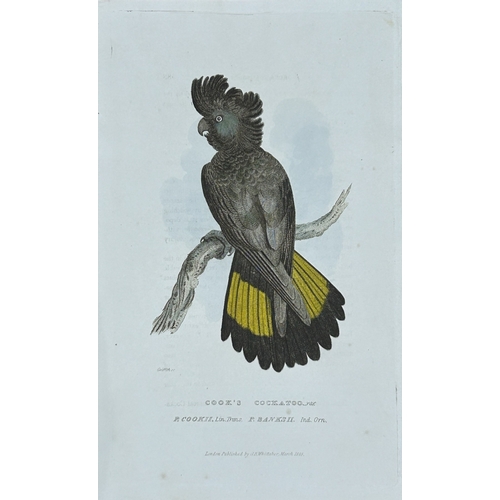 9131 - Baron Cuvier - Cook's Cockatoo 1828. 

This antique engraving is from the English edition of The Ani... 