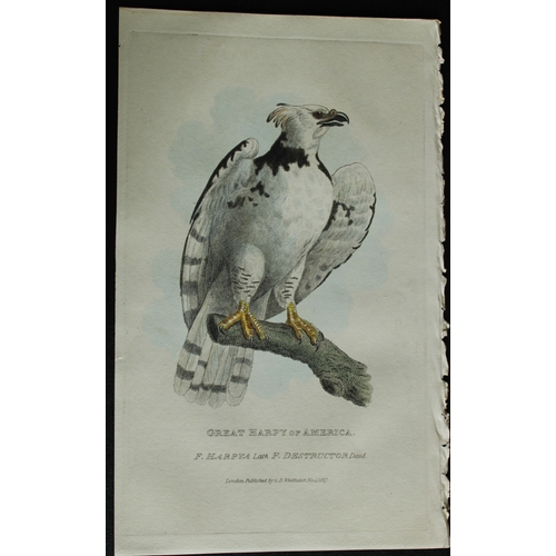 9132 - Baron Cuvier - Great Harpy of America 1828. 

This antique engraving is from the English edition of ... 