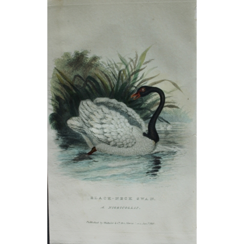 9133 - Baron Cuvier - Black-neck Swan 1828. 

This antique engraving is from the English edition of The Ani... 