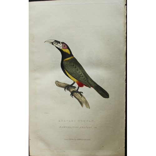 9134 - Baron Cuvier - Aracari Toucan 1828. 

This antique engraving is from the English edition of The Anim... 