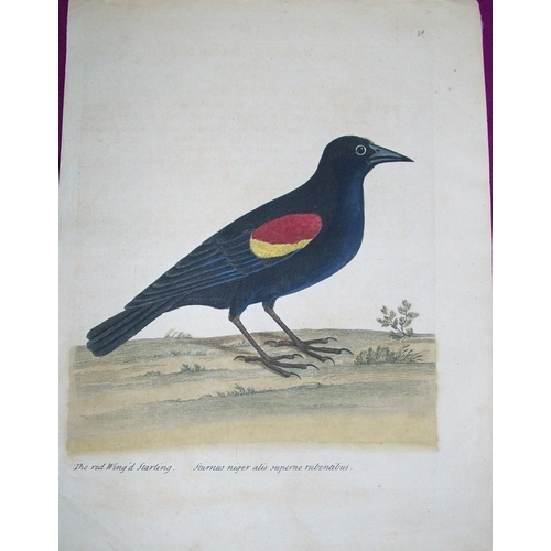 9140 - Eleazar Albin - Engraving of a Red Winged Starling  1731. 

This is an original engraving from The N... 