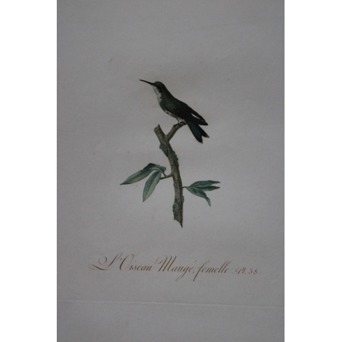 9141 - JB Audebert - Female Mauge Hummingbird 1802. 

This rare engraving of L'Oiseau-mouche Mauge femelle ... 