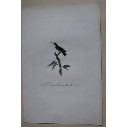 9141 - JB Audebert - Female Mauge Hummingbird 1802. 

This rare engraving of L'Oiseau-mouche Mauge femelle ... 