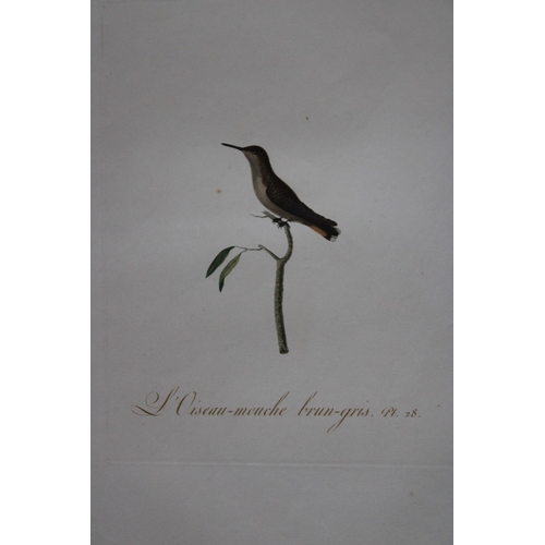 9142 - JB Audebert - Brown & Grey Hummingbird 1802. 

This rare engraving of L'Oiseaux Mouche brun-gris (Br... 