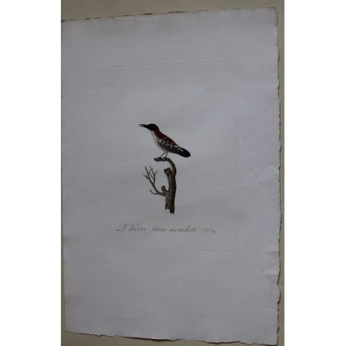 9143 - JB Audebert - Grey Creeper Hummingbird 1802. 

This rare engraving of L'heoro-taire mouchete (Grey C... 