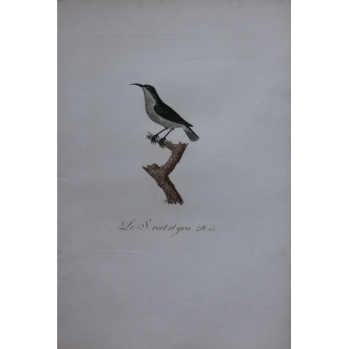 9144 - JB Audebert - Green and Grey Sunbird 1802. 

This rare engraving of Le Souimanga vert et gris (Green... 