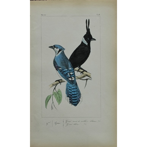 9149 - Charles Lemaire - Blue & Black Jays from Exotic Birds 1836. 

This beautiful print is from the first... 