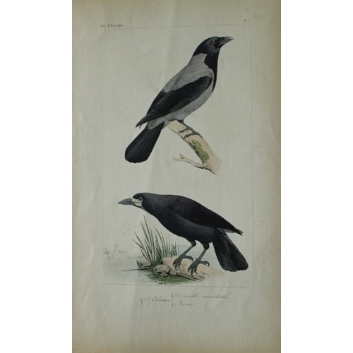 9150 - Charles Lemaire - Crow and Rook from Birds of Europe 1864. 

This beautiful print is from Histoire N... 