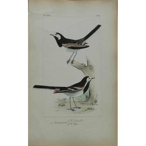 9151 - Charles Lemaire - Wagtails from Birds of Europe 1864. 

This beautiful print is from Histoire Nature... 