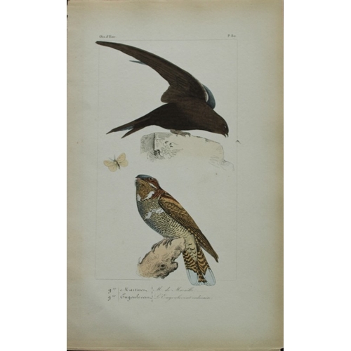 9153 - Charles Lemaire - Martin and Nightjar from Birds of Europe 1864. 

This beautiful print is from Hist... 