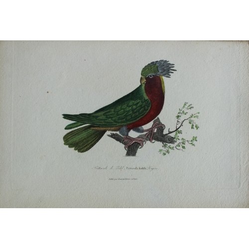 9155 - Rene Lesson - Kuhl's Lorikeet 1838. 

This hand coloured copperplate engraving is from Complements d... 