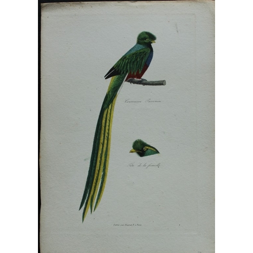 9156 - Rene Lesson - Pavonin's Couroucou Trogon 1838. 

This hand coloured copperplate engraving is from Co... 