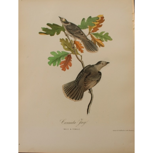 9164 - Edward Samuels - 4 prints of American birds 1868. 

These prints are from Ornithology and Oology of ... 