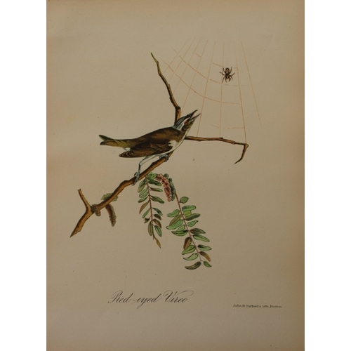 9164 - Edward Samuels - 4 prints of American birds 1868. 

These prints are from Ornithology and Oology of ... 