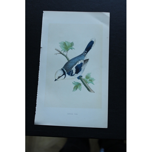 9172 - Charles Bree - 5 prints of Titmice from Birds of Europe 1866. 

These hand-coloured wood engravings ... 