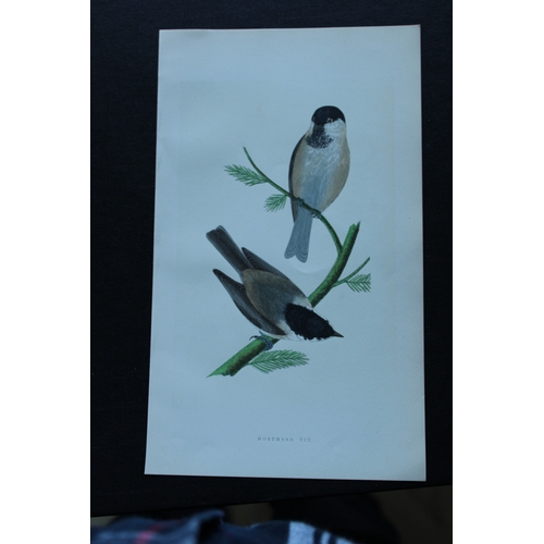 9172 - Charles Bree - 5 prints of Titmice from Birds of Europe 1866. 

These hand-coloured wood engravings ... 