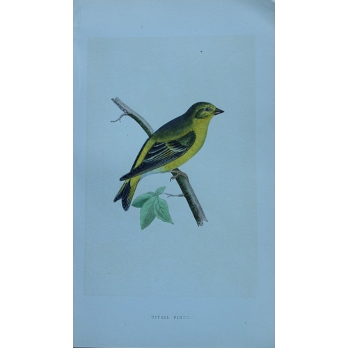 9173 - Charles Bree - 6 prints of Finches from Birds of Europe 1866. 

These hand-coloured wood engravings ... 