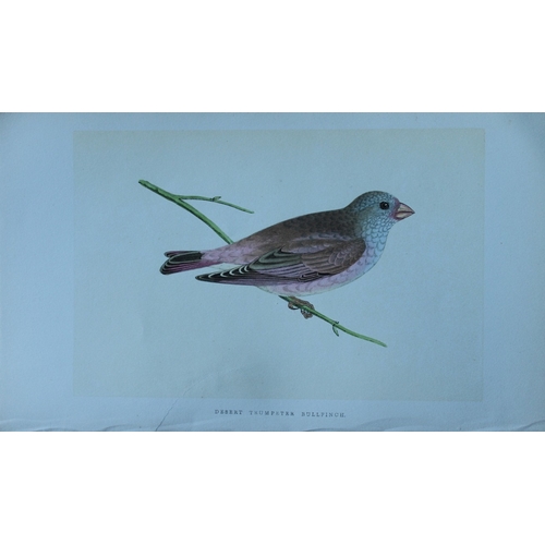 9173 - Charles Bree - 6 prints of Finches from Birds of Europe 1866. 

These hand-coloured wood engravings ... 