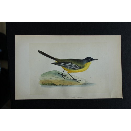 9174 - Charles Bree - 4 prints of Wagtails from Birds of Europe 1866. 

These hand-coloured wood engravings... 