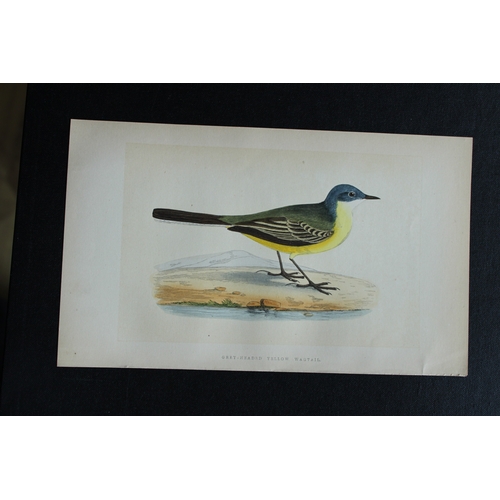 9174 - Charles Bree - 4 prints of Wagtails from Birds of Europe 1866. 

These hand-coloured wood engravings... 