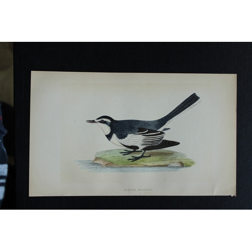 9174 - Charles Bree - 4 prints of Wagtails from Birds of Europe 1866. 

These hand-coloured wood engravings... 