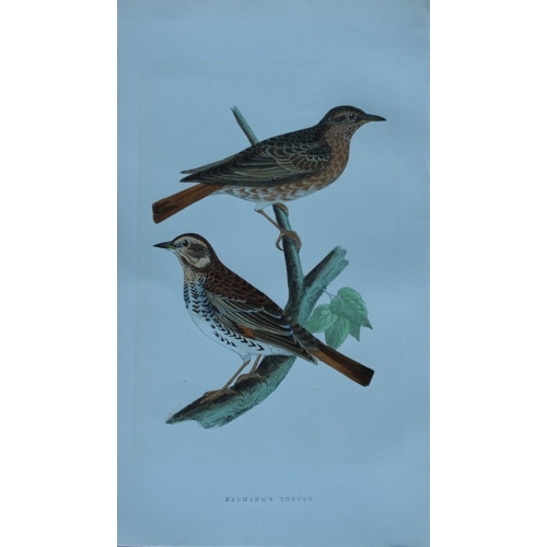 9175 - Charles Bree - 4 prints of Thrushes from Birds of Europe 1866. 

These hand-coloured wood engravings... 