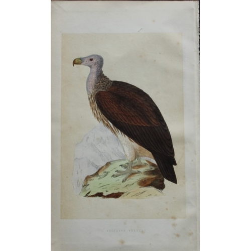 9178 - Charles Bree - 3 prints of Vultures from Birds of Europe 1866. 

These hand-coloured wood engravings... 