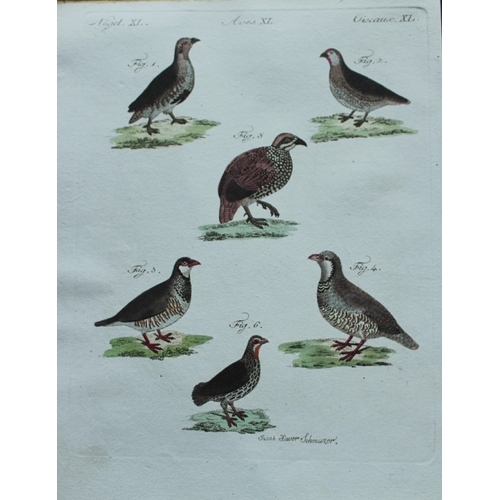 9179 - FJ Bertuch & Jakob X Schmuzer - 3 engravings of game birds 1792. 

These original hand-coloured engr... 