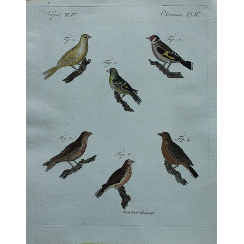 9181 - FJ Bertuch & Jakob X Schmuzer - 3 engravings of song birds 1792. 

These original hand-coloured engr... 