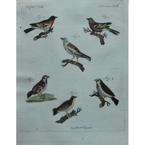 9181 - FJ Bertuch & Jakob X Schmuzer - 3 engravings of song birds 1792. 

These original hand-coloured engr... 