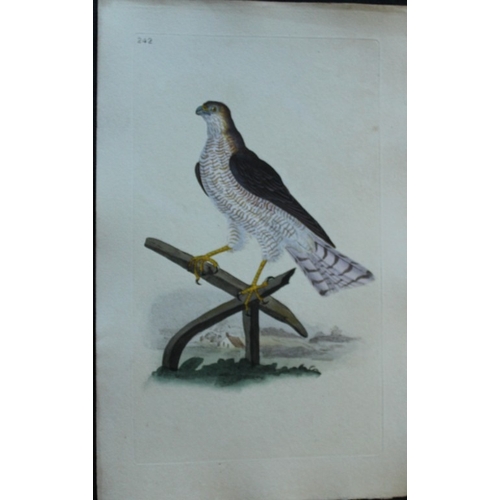 9183 - Edward Donovan - 4 engravings of birds of prey  1794. 

These hand coloured engravings are from Edwa... 