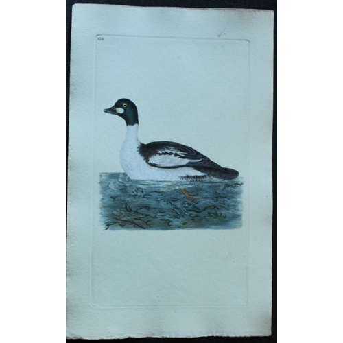 9185 - Edward Donovan - 4 engravings of ducks 1794. 

These hand coloured engravings are from Edward Donova... 