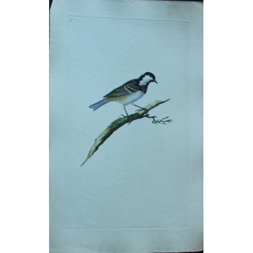 9186 - Edward Donovan - 4 engravings of titmice 1794. 

These hand coloured engravings are from Edward Dono... 