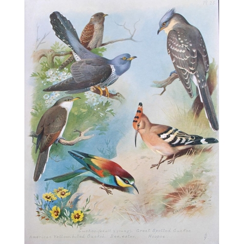 9194 - Archibald Thorburn - 3 prints of Woodpeckers, Cuckoos etc 1915. 

These 3 chromolithographs are from... 