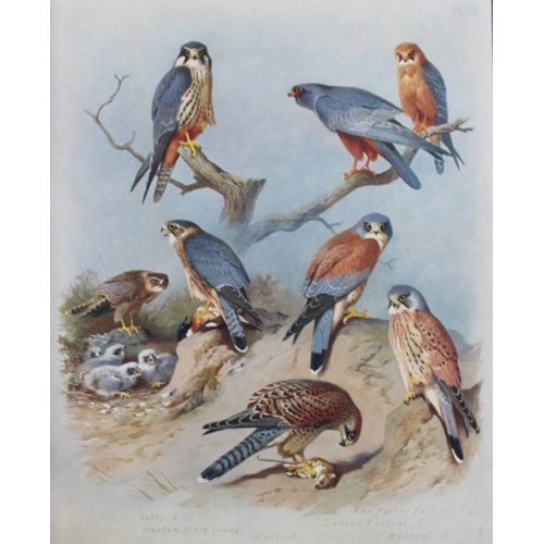 9196 - Archibald Thorburn - 3 prints of Falcons, Kestrel etc 1915. 

These 3 chromolithographs are from Bri... 