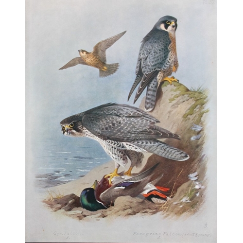 9196 - Archibald Thorburn - 3 prints of Falcons, Kestrel etc 1915. 

These 3 chromolithographs are from Bri... 