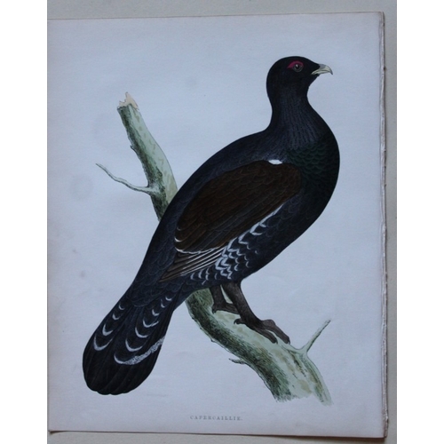 9198 - Beverley Morris - 2 prints of Pheasant and Capercaillie 1855. 

These beautiful hand coloured lithog... 