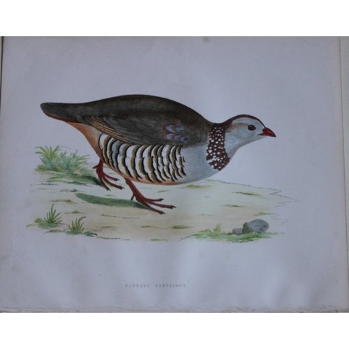 9199 - Beverley Morris - 2 prints of Red-legged and Barbary Partridges 1855. 

These beautiful hand coloure... 