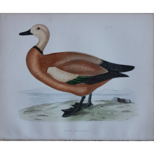 9201 - Beverley Morris - 2 prints of Ruddy Shieldrake and Shieldrake 1855. 

These beautiful hand coloured ... 