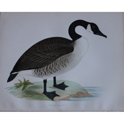 9203 - Beverley Morris - 2 prints of Canada Goose and Bewick's Swan 1855. 

These beautiful hand coloured l... 