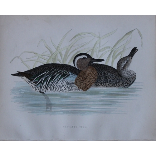 9205 - Beverley Morris - 2 prints of  Mallard and Garganey Teal 1855. 

These beautiful hand coloured litho... 