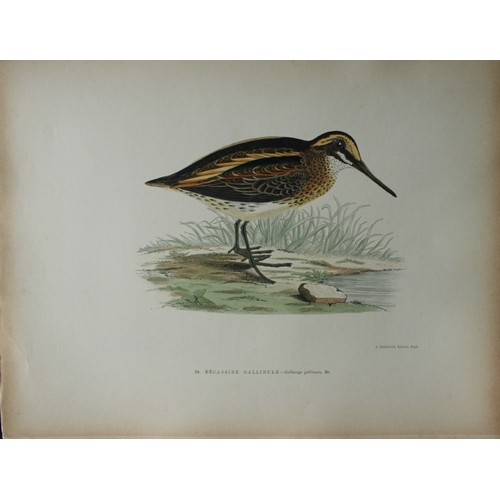 9206 - Beverley Morris - 2 prints of  Great Snipe and Jack Snipe 1876. 

These beautiful hand coloured lith... 