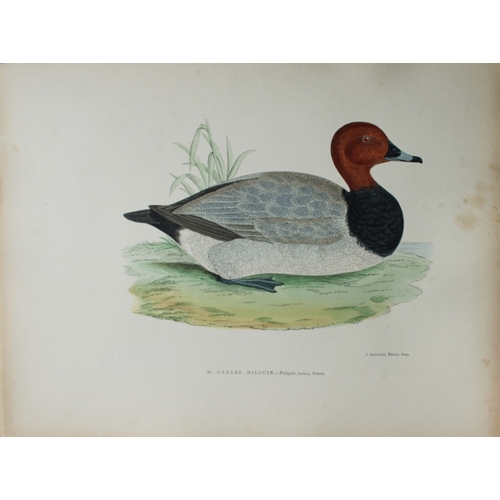 9207 - Beverley Morris - 2 prints of  Tufted Duck and Pochard 1876. 

These beautiful hand coloured lithogr... 