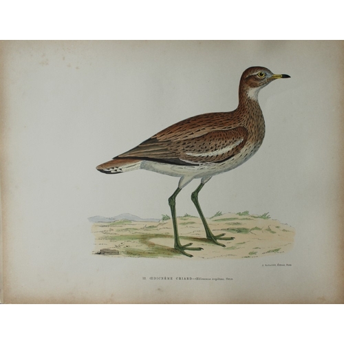 9208 - Beverley Morris - 2 prints of  Golden and Great Plovers 1876. 

These beautiful hand coloured lithog... 