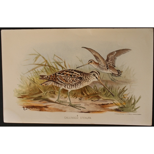 9210 - E Neale - 2 prints of Pintail Snipe and Little Crake 1879. 

These two chromolithographs are from Th... 