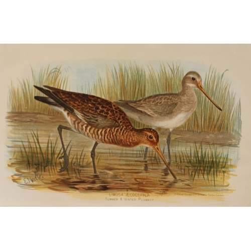 9212 - E Neale - 2 prints of Bar-tailed Godwit and Black-tailed Godwit 1879. 

These two chromolithographs ... 