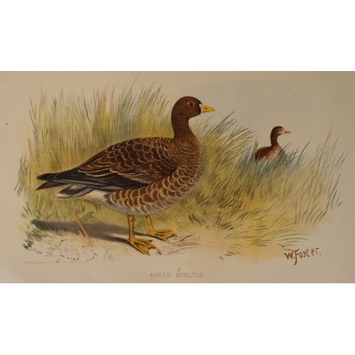 9213 - W Foster - 2 prints of Dwarf Goose and Grey Lag Goose 1879. 

These two chromolithographs are from T... 